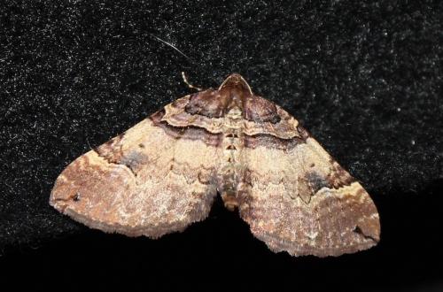 Earophila badiata